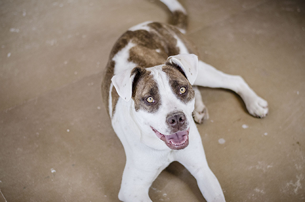 dog in the studio, from session exploring wood, photo by Jim O'Donnell